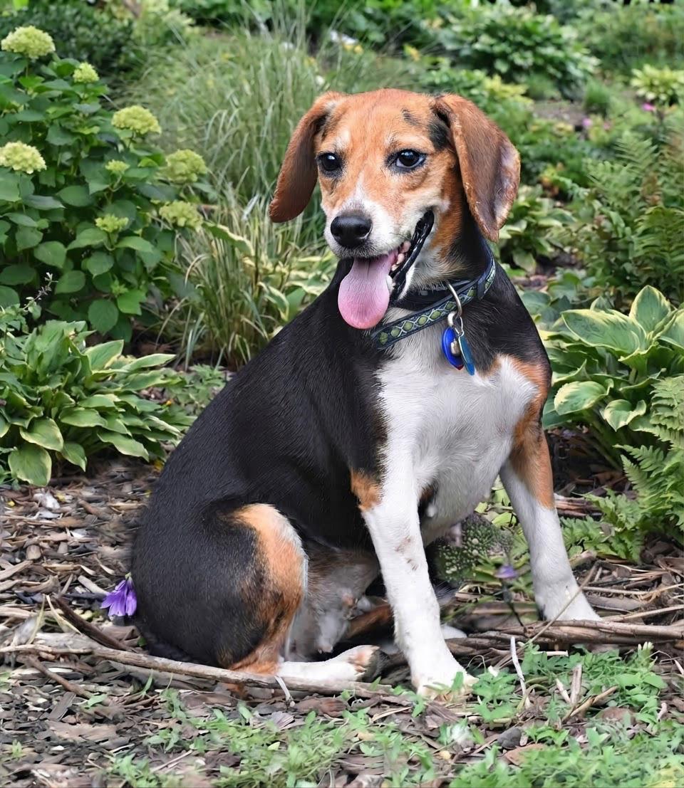 Enlarge Dorthy Jane- Foster to Adopt, a Adoptable Beagle in Wood Dale, IL image 2/5