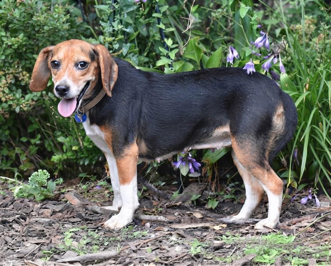 Enlarge Dorthy Jane- Foster to Adopt, a Adoptable Beagle in Wood Dale, IL image 3/5