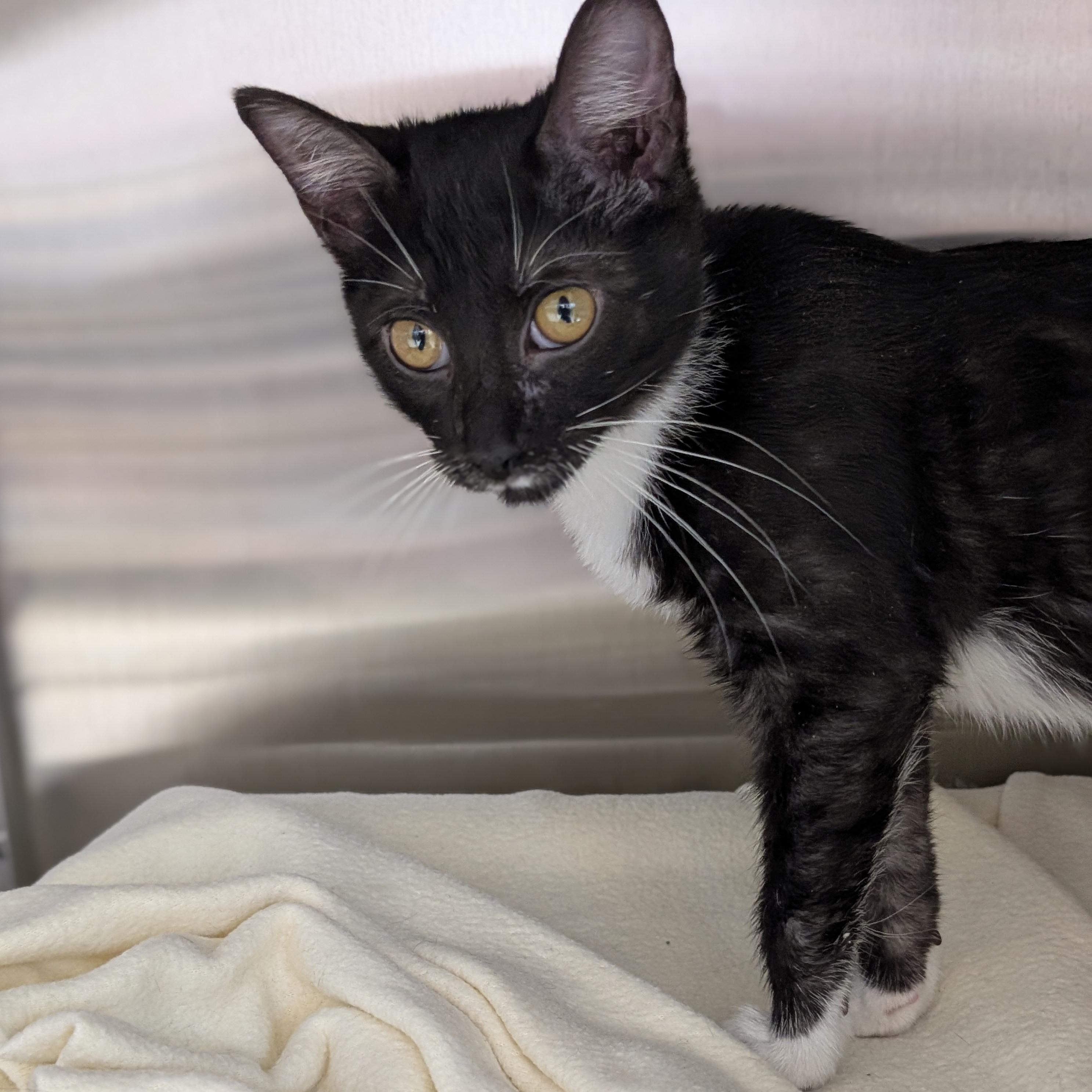 Havana, a ADOPTABLE Domestic Short Hair in Jefferson, WI image 3/3