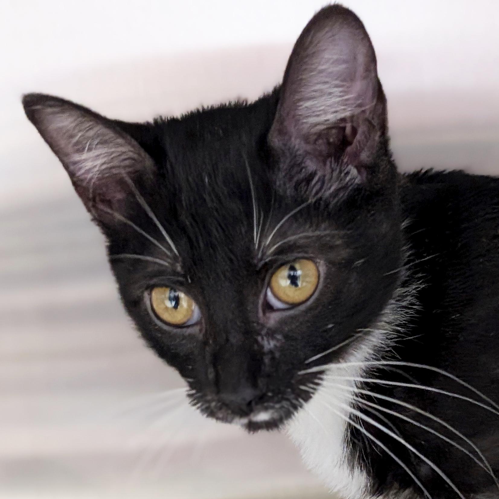 Havana, ADOPTABLE, Kitten Female Domestic Short Hair.