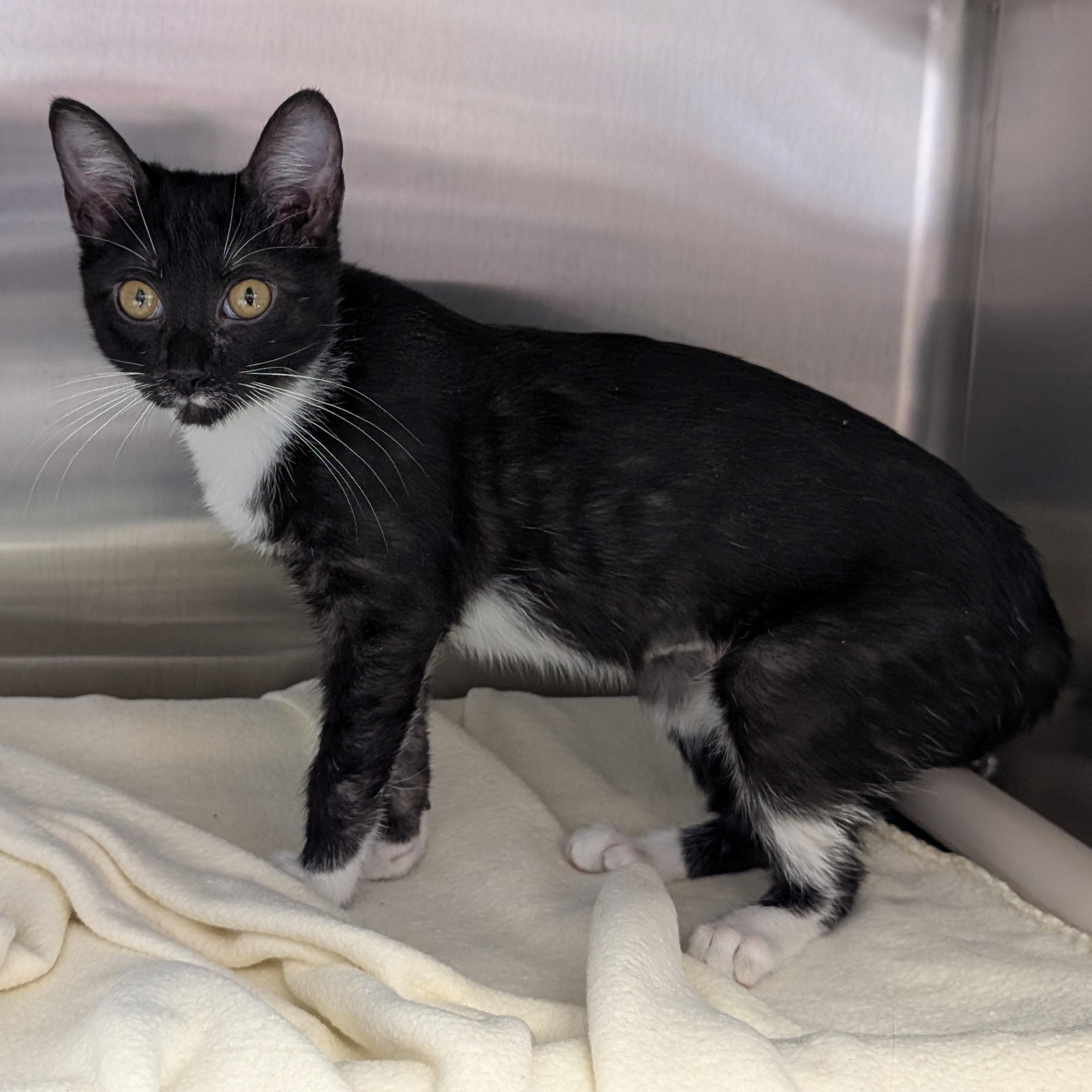 Havana, a ADOPTABLE Domestic Short Hair in Jefferson, WI image 2/3