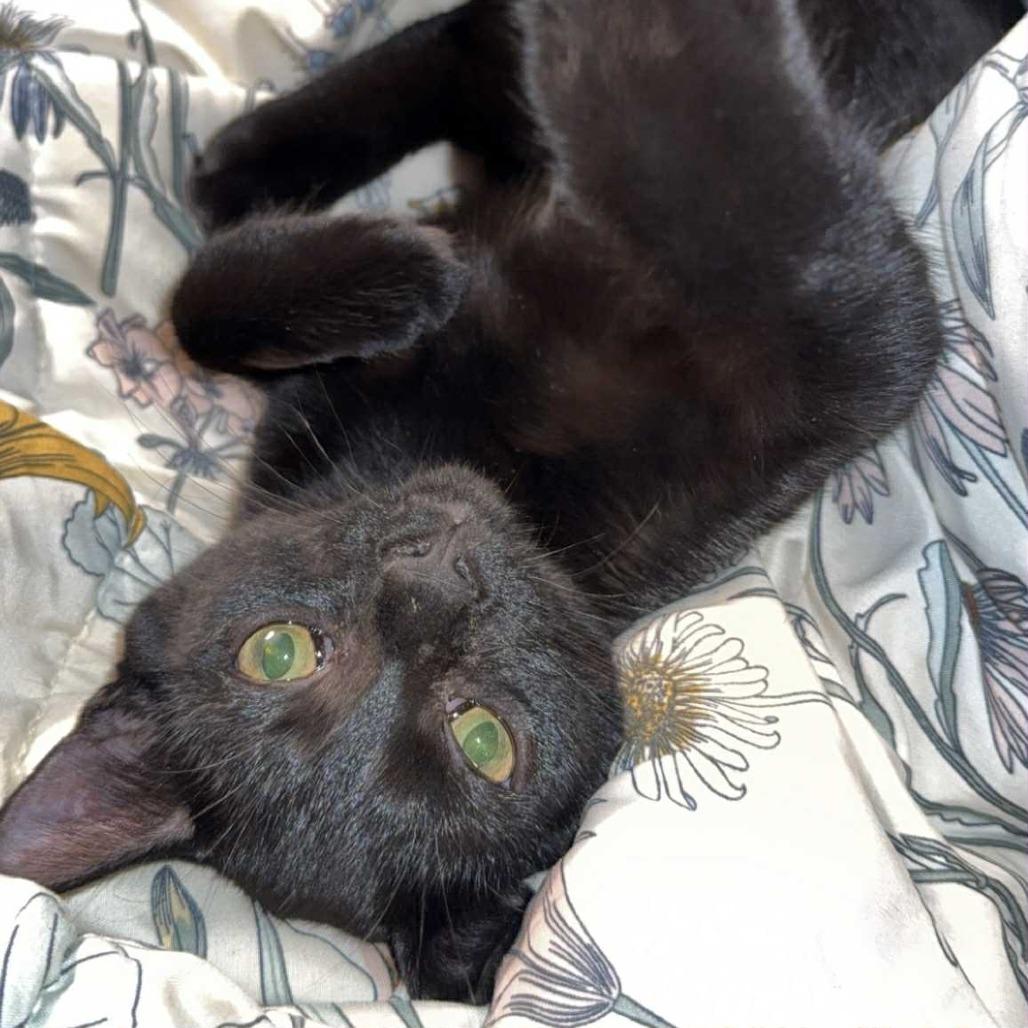 Dex, Adoptable, Young Male American Shorthair.