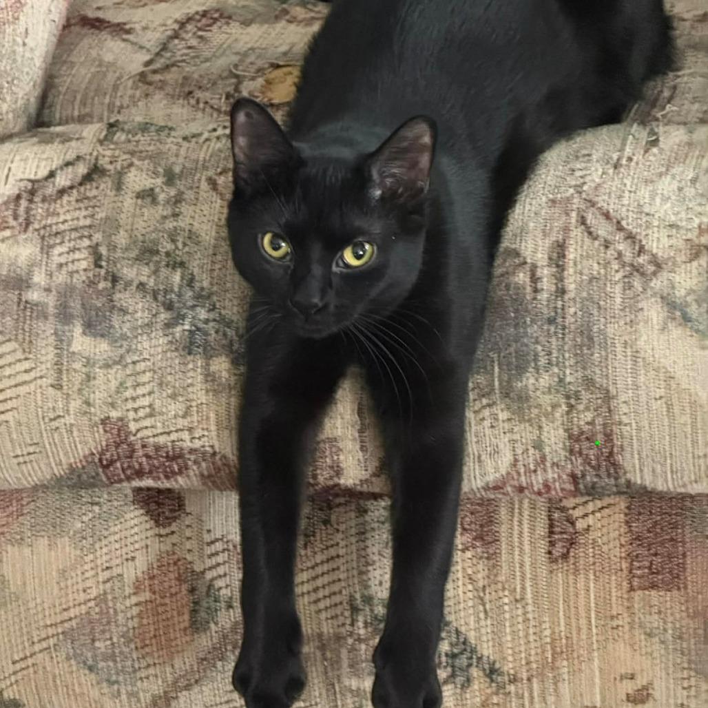 Dex, a Adoptable American Shorthair in Lima, OH image 2/6