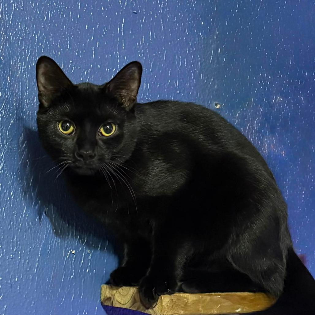 Dex, a Adoptable American Shorthair in Lima, OH image 2/4