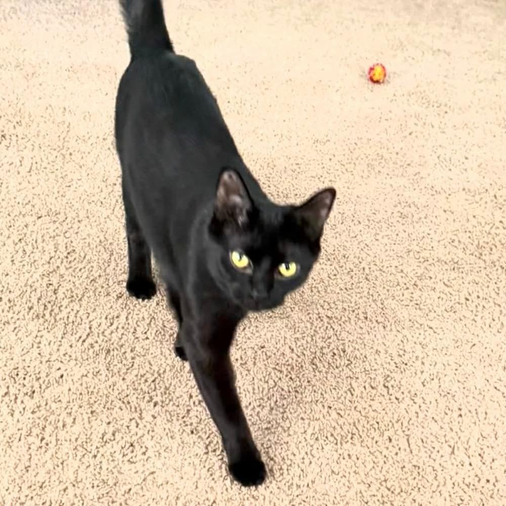 Dex, a Adoptable American Shorthair in Lima, OH image 4/6