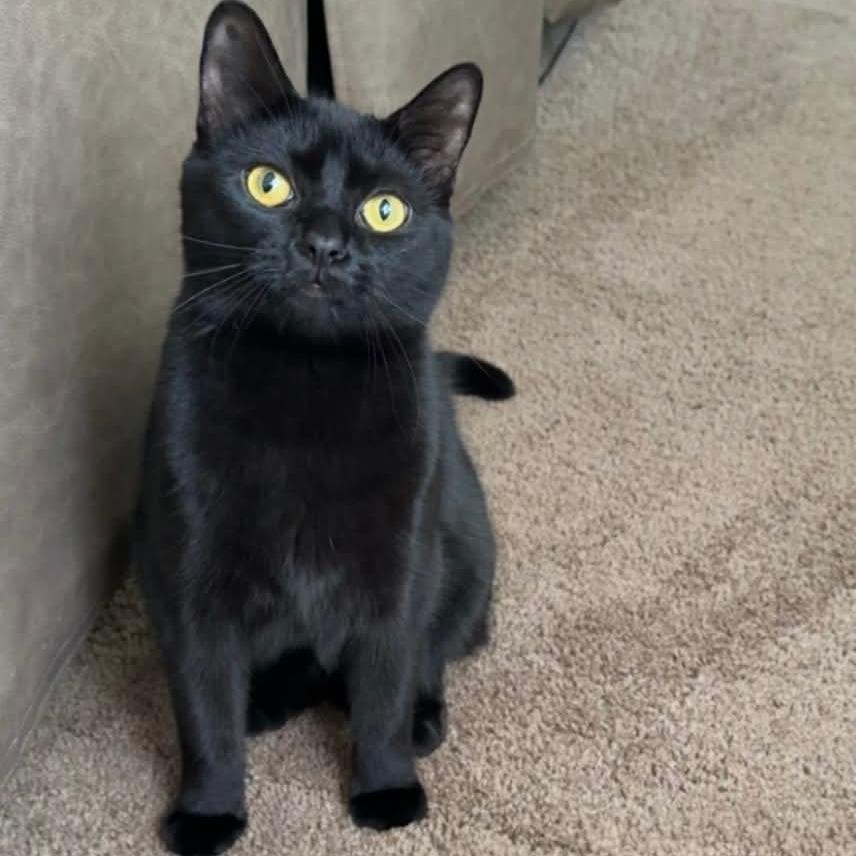 Enlarge Dex, a Adoptable American Shorthair in Lima, OH image 4/6