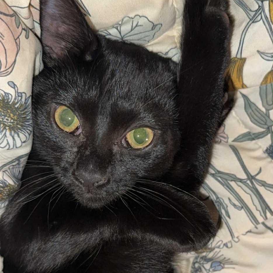 Dex, a Adoptable American Shorthair in Lima, OH image 4/4