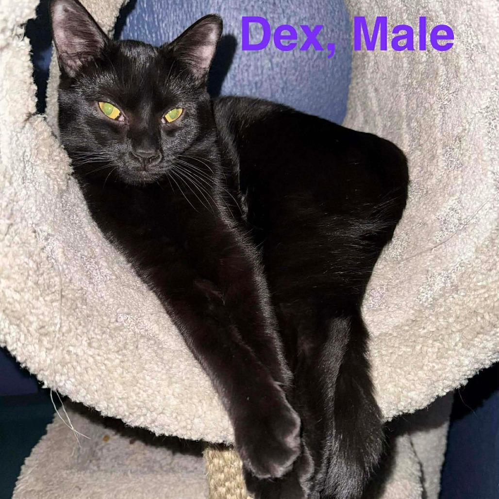 Dex, a Adoptable American Shorthair in Lima, OH image 6/6