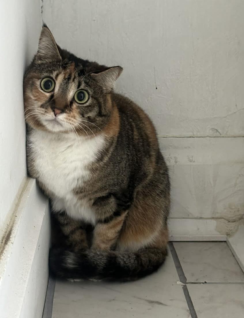 Kiwi, Adoptable, Adult Female Domestic Short Hair.