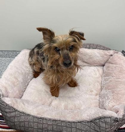 Buddy, Senior Male Yorkshire Terrier