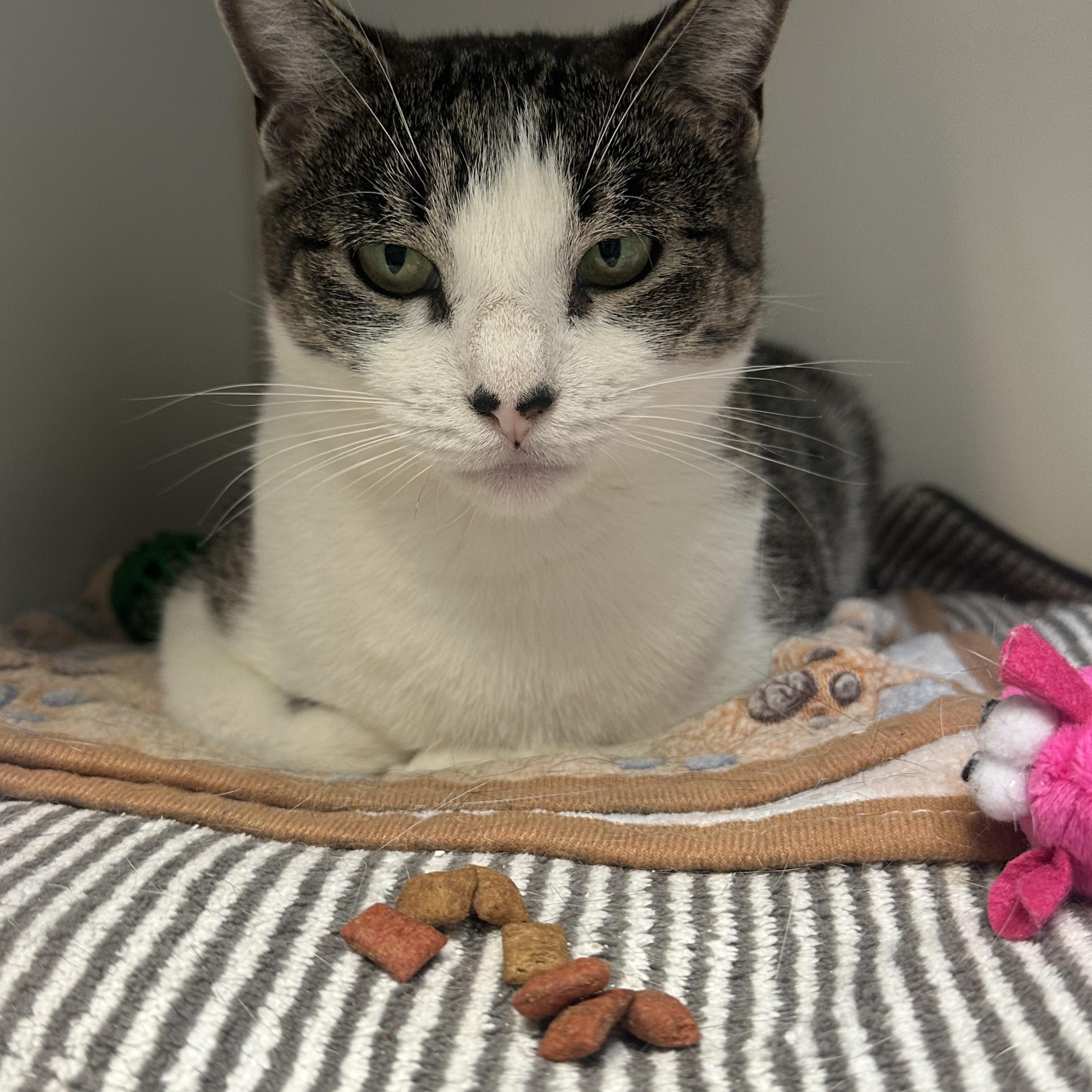 Libby, an adopted Domestic Short Hair in Clifton, NJ image 1/6