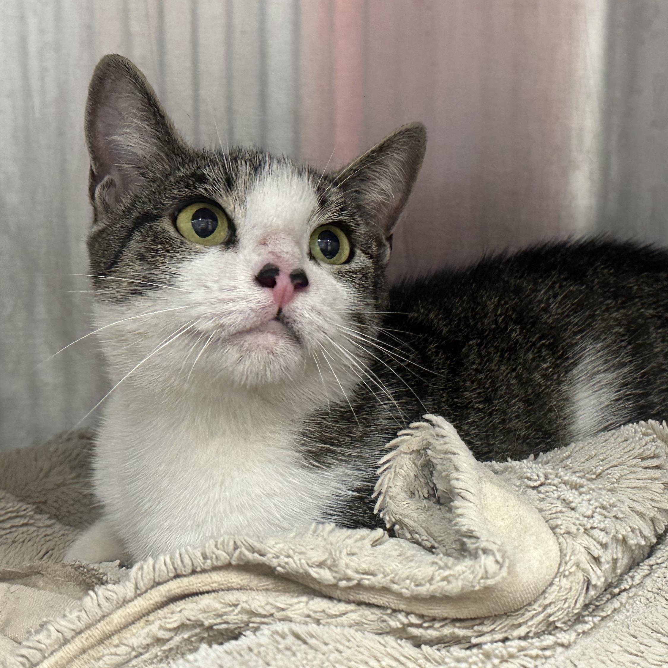 Libby, an adopted Domestic Short Hair in Clifton, NJ image 5/6