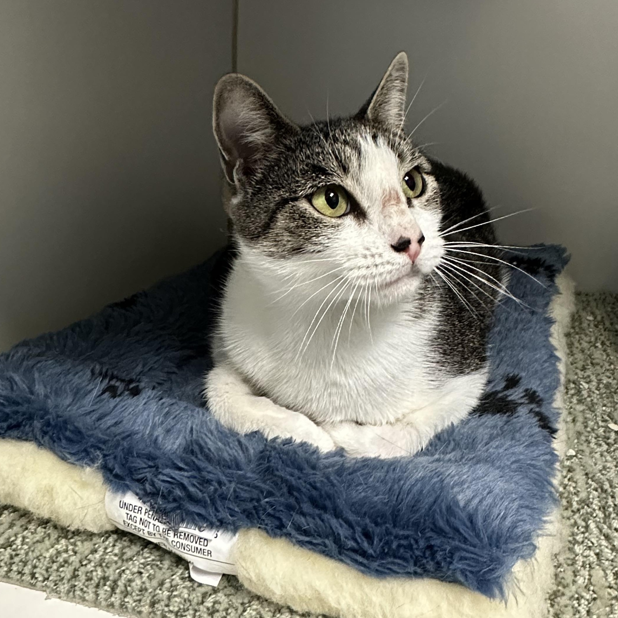 Libby, an adopted Domestic Short Hair in Clifton, NJ image 2/6