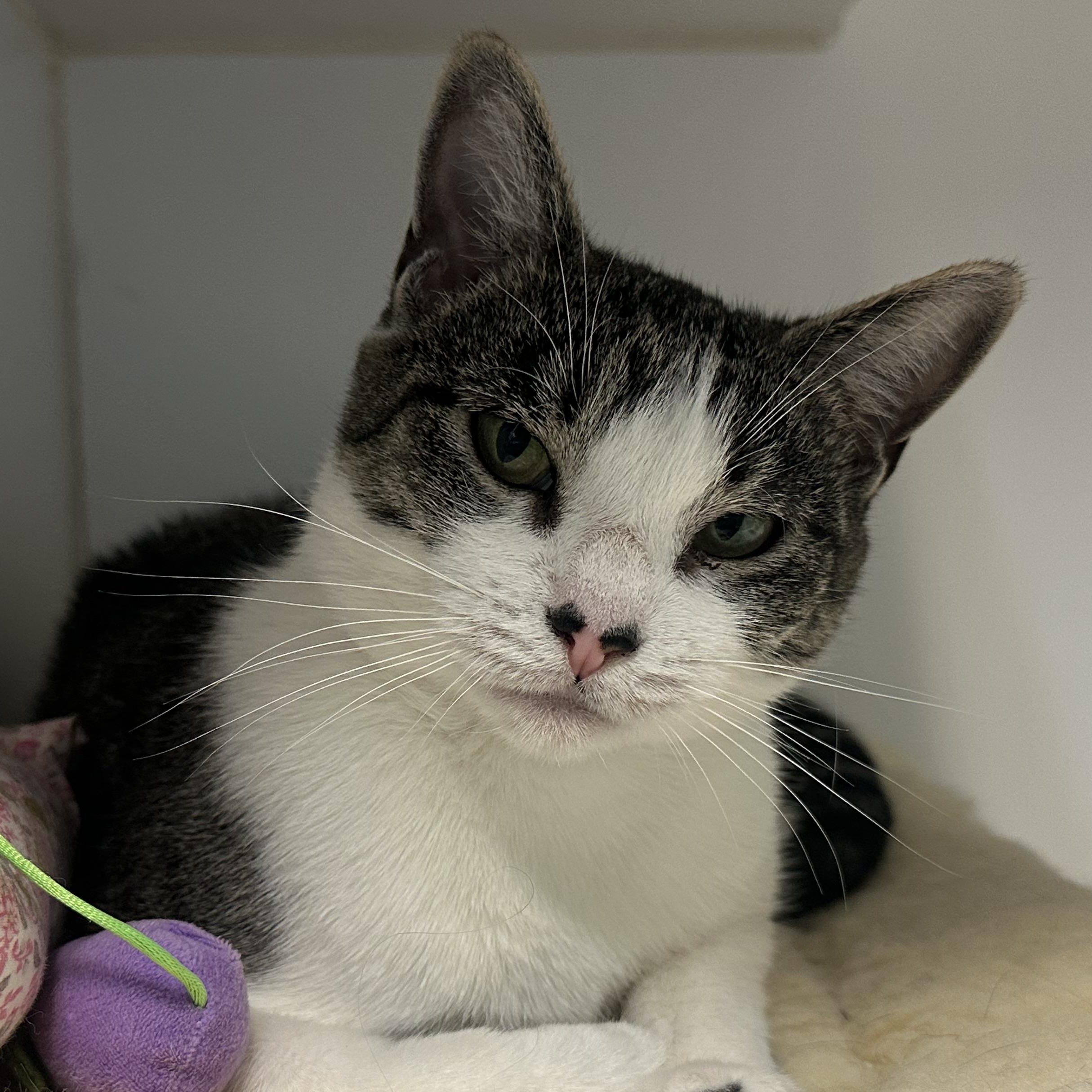 Libby, an adopted Domestic Short Hair in Clifton, NJ image 3/6