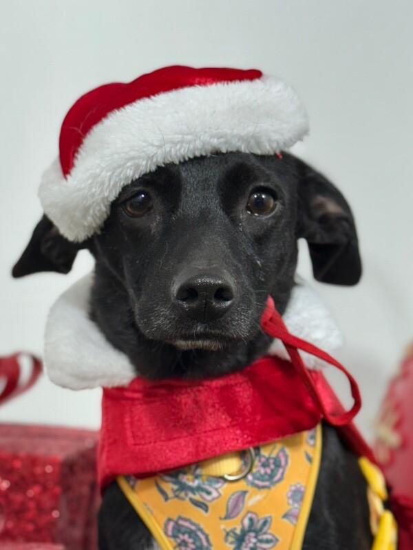 Photo of Young Male Chihuahua Black, White / Cream
