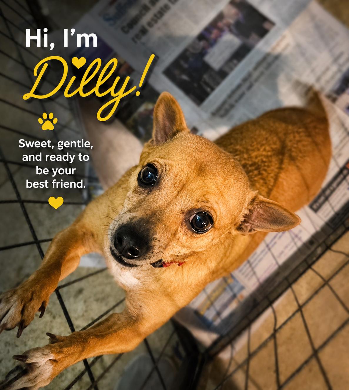 Dilly, a Adoptable mixed breed in Suffolk, VA image 1/3