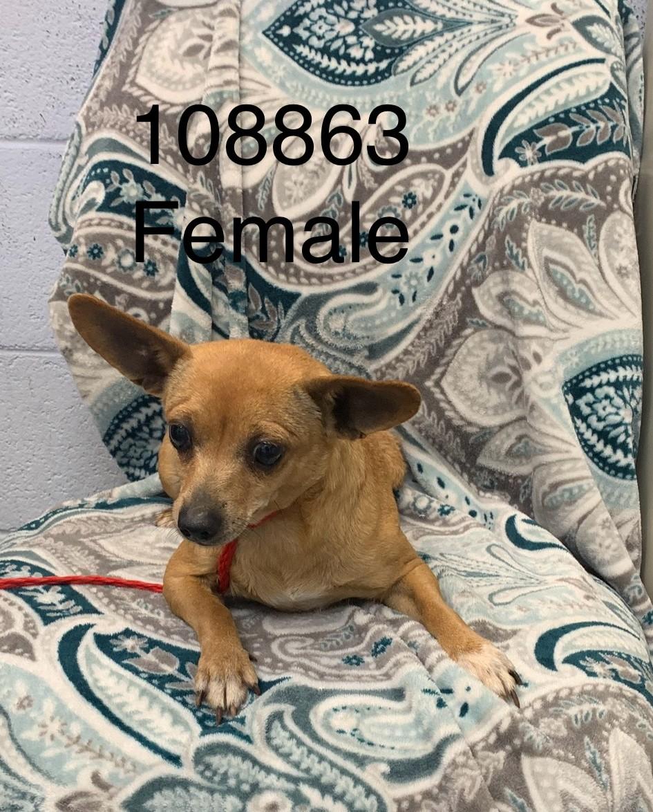 Enlarge Dilly, a Adoptable mixed breed in Suffolk, VA image 1/1