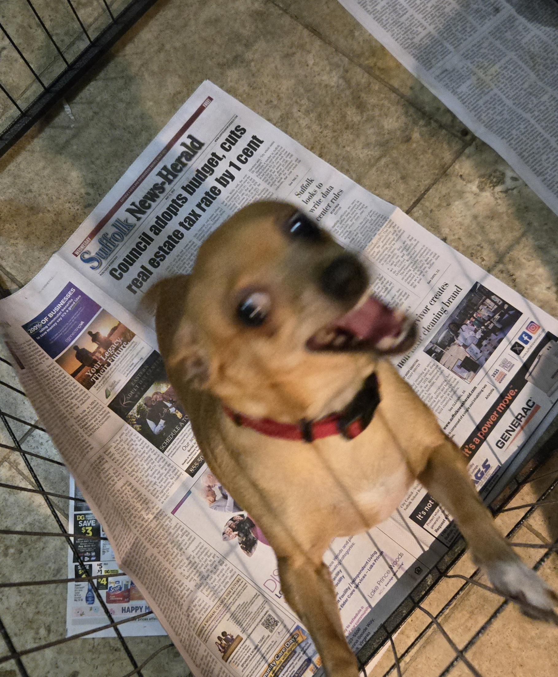 Dilly, Adoptable, Adult Female Chihuahua.