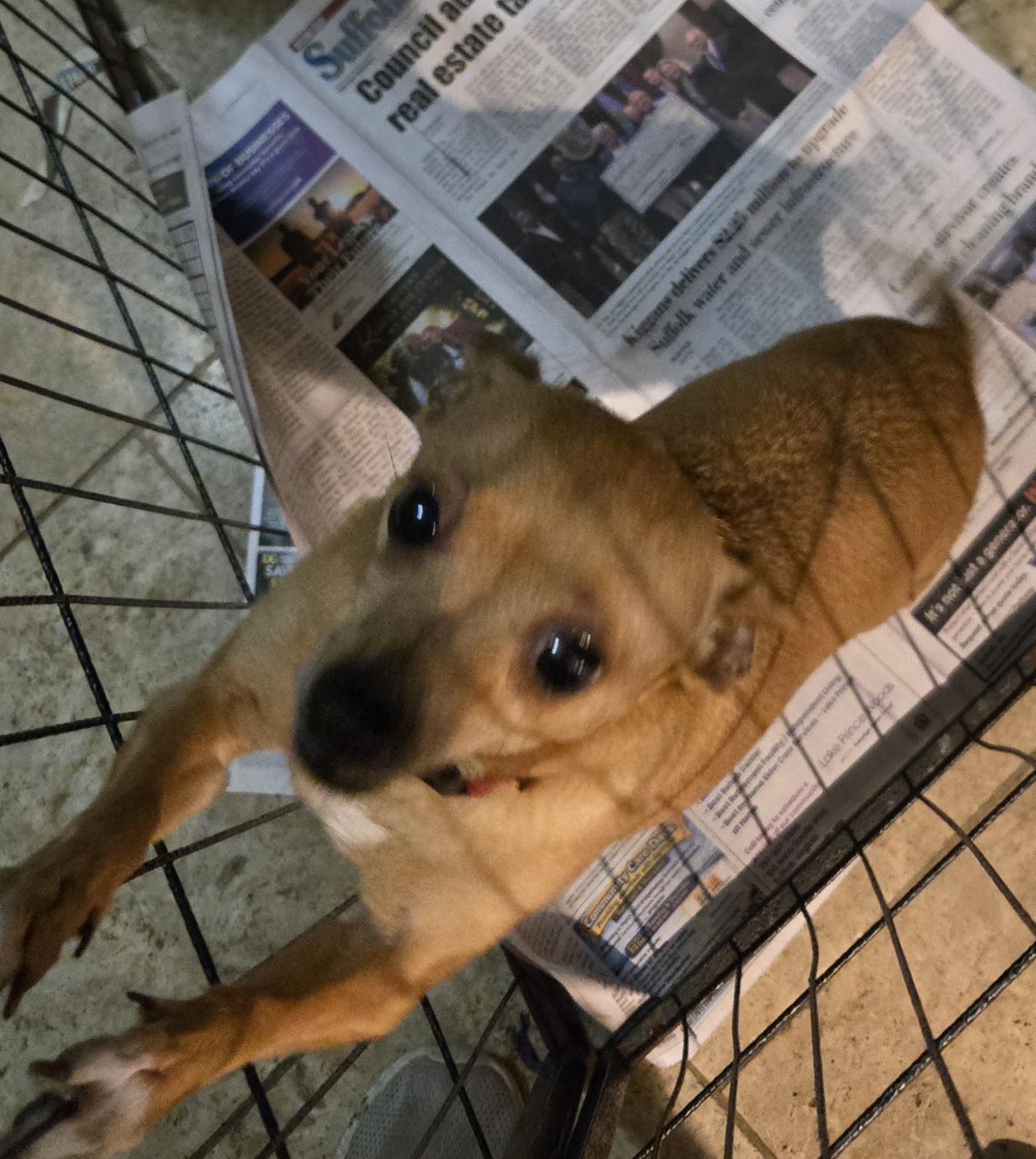 Enlarge Dilly, a Adoptable mixed breed in Suffolk, VA image 3/4