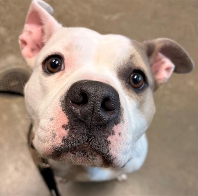 CHERRY BLOSSOM, Adoptable, Young Female Pit Bull Terrier.