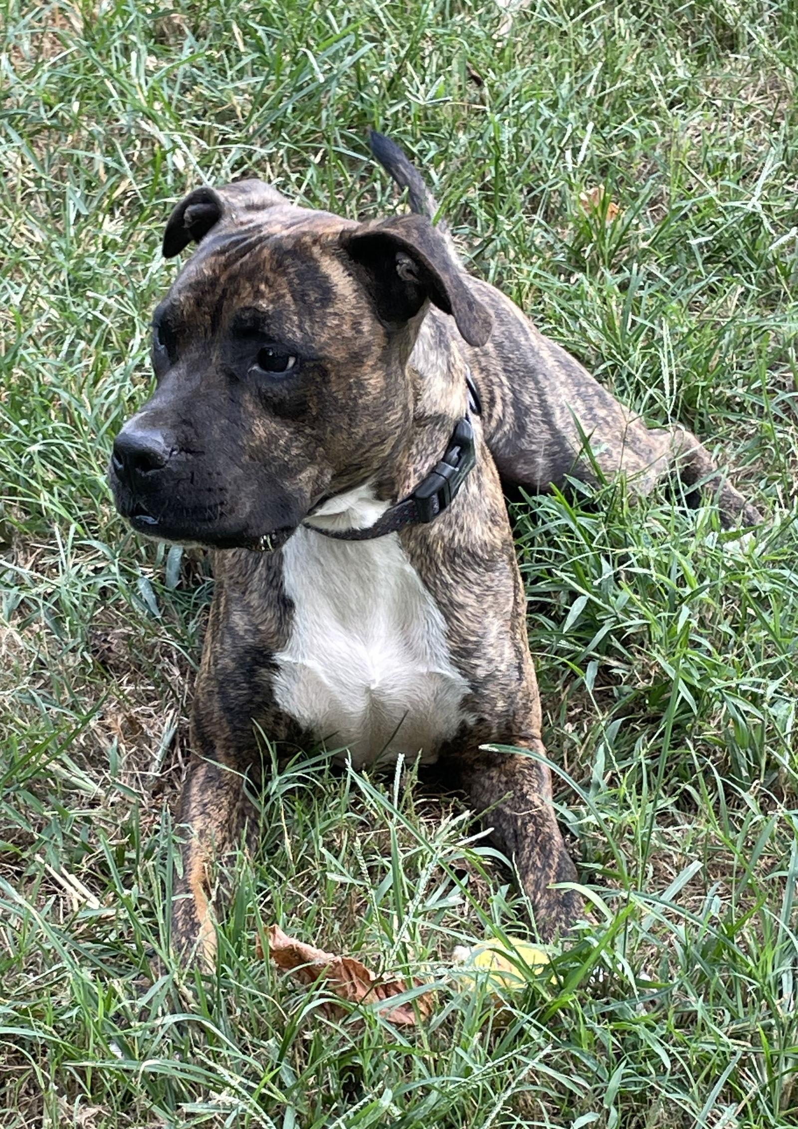 Sputnik, Adoptable, Adult Male Pit Bull Terrier.