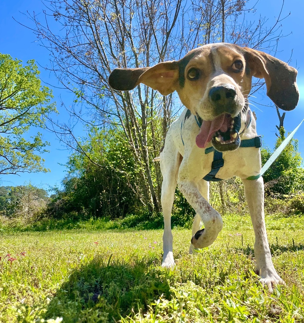 Conrad, a Adoptable Treeing Walker Coonhound in Darlington, SC image 4/5