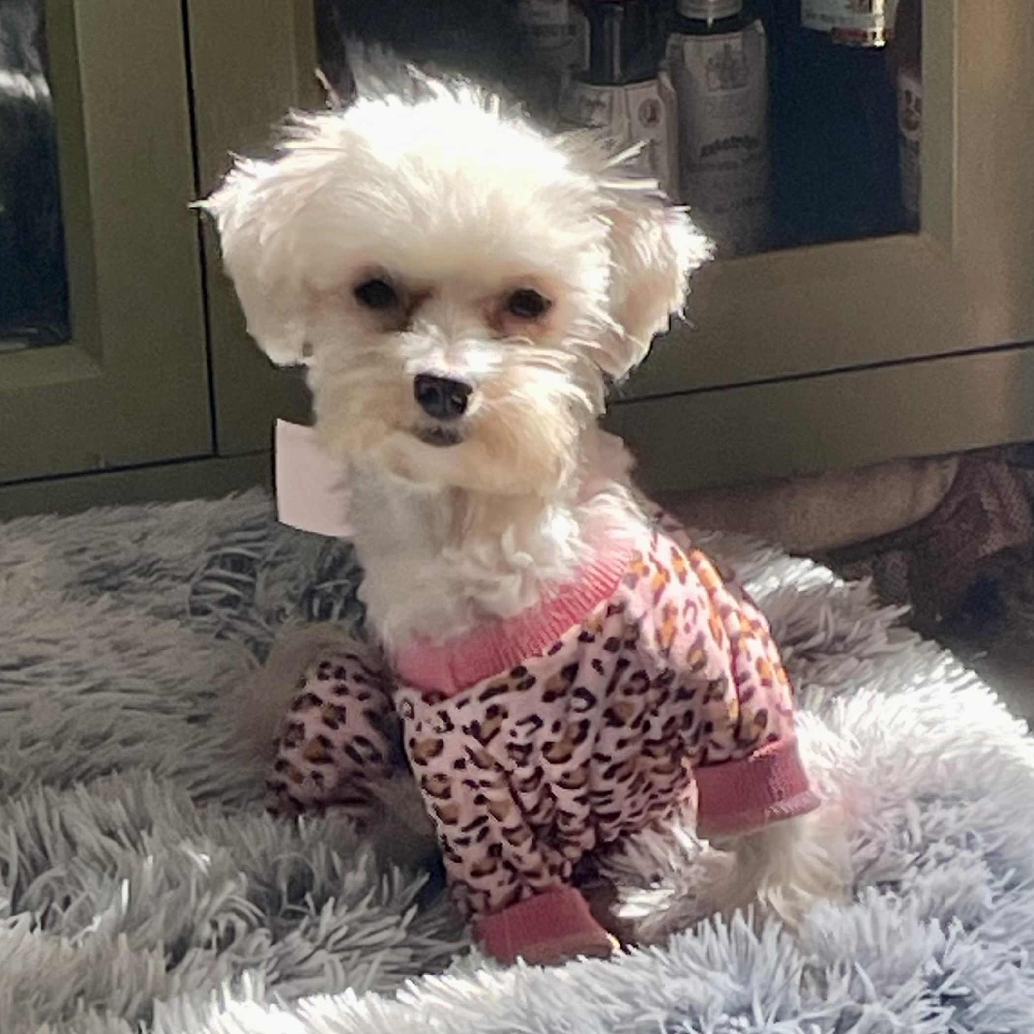 Enlarge Ella-Adoption Pending!, a Adopted Maltese in Somerville, MA image 2/2