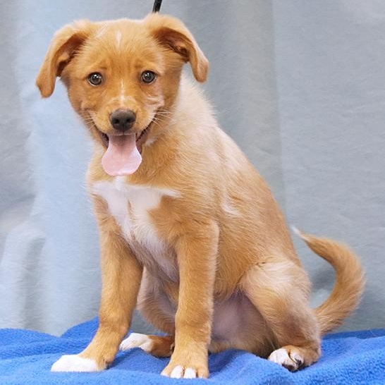 Tater Labrador Retriever Dog