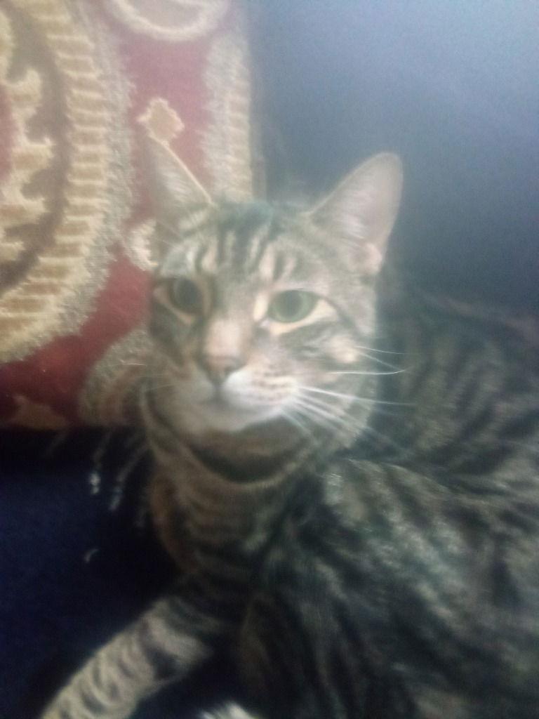 Enlarge Purr-fect, a Adoptable Domestic Short Hair in Battle Ground, WA image 2/2