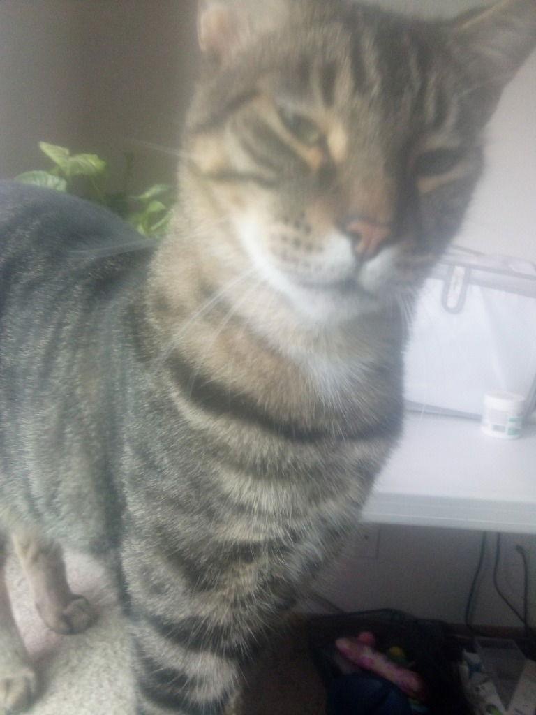 Enlarge Purr-fect, a Adoptable Domestic Short Hair in Battle Ground, WA image 2/2