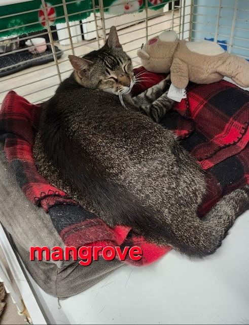 Enlarge Mangrove, an adopted Domestic Short Hair in Margate, FL image 1/1