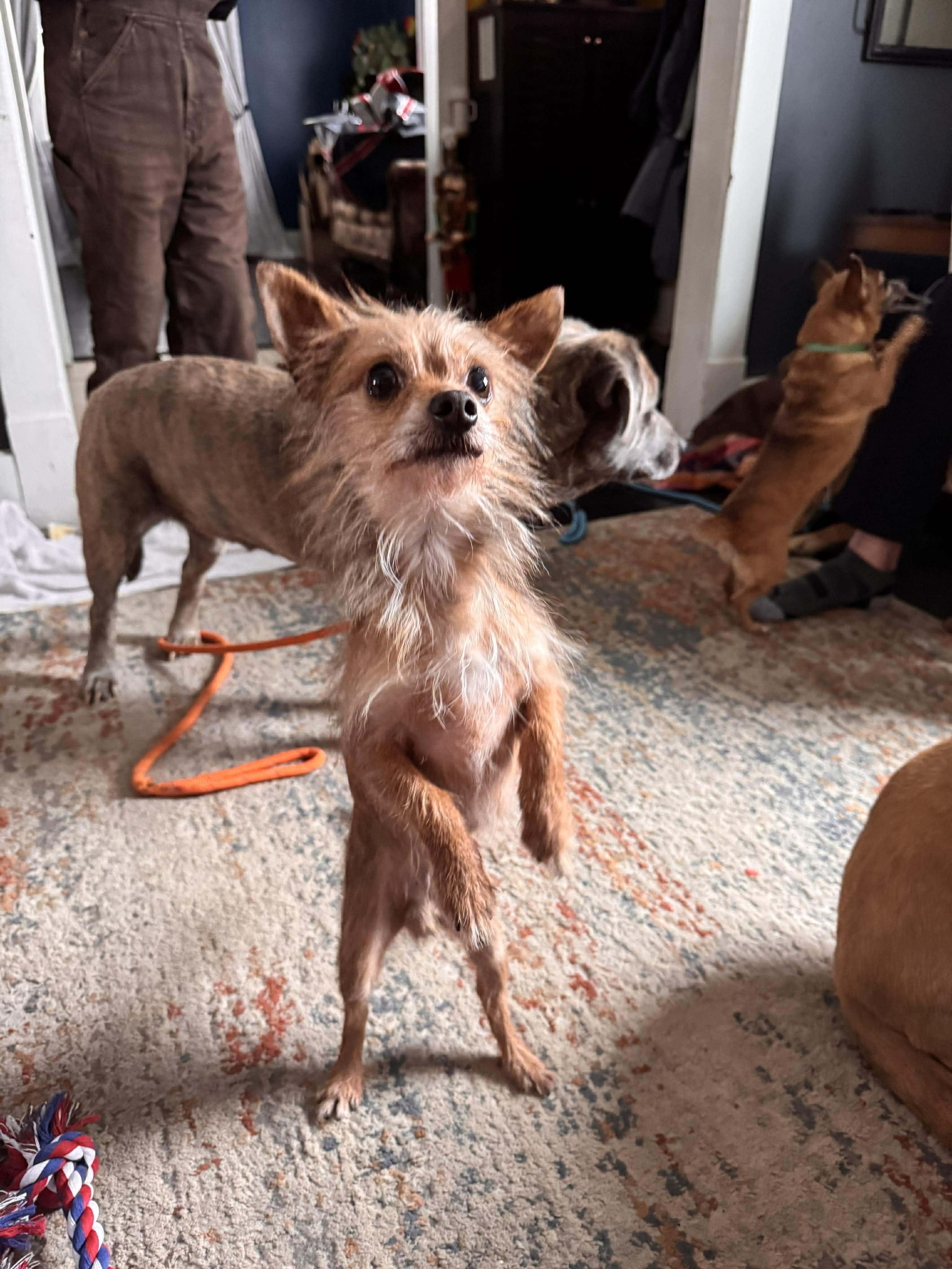 Enlarge Cholito, an adopted mixed breed in Peru, IN image 2/6