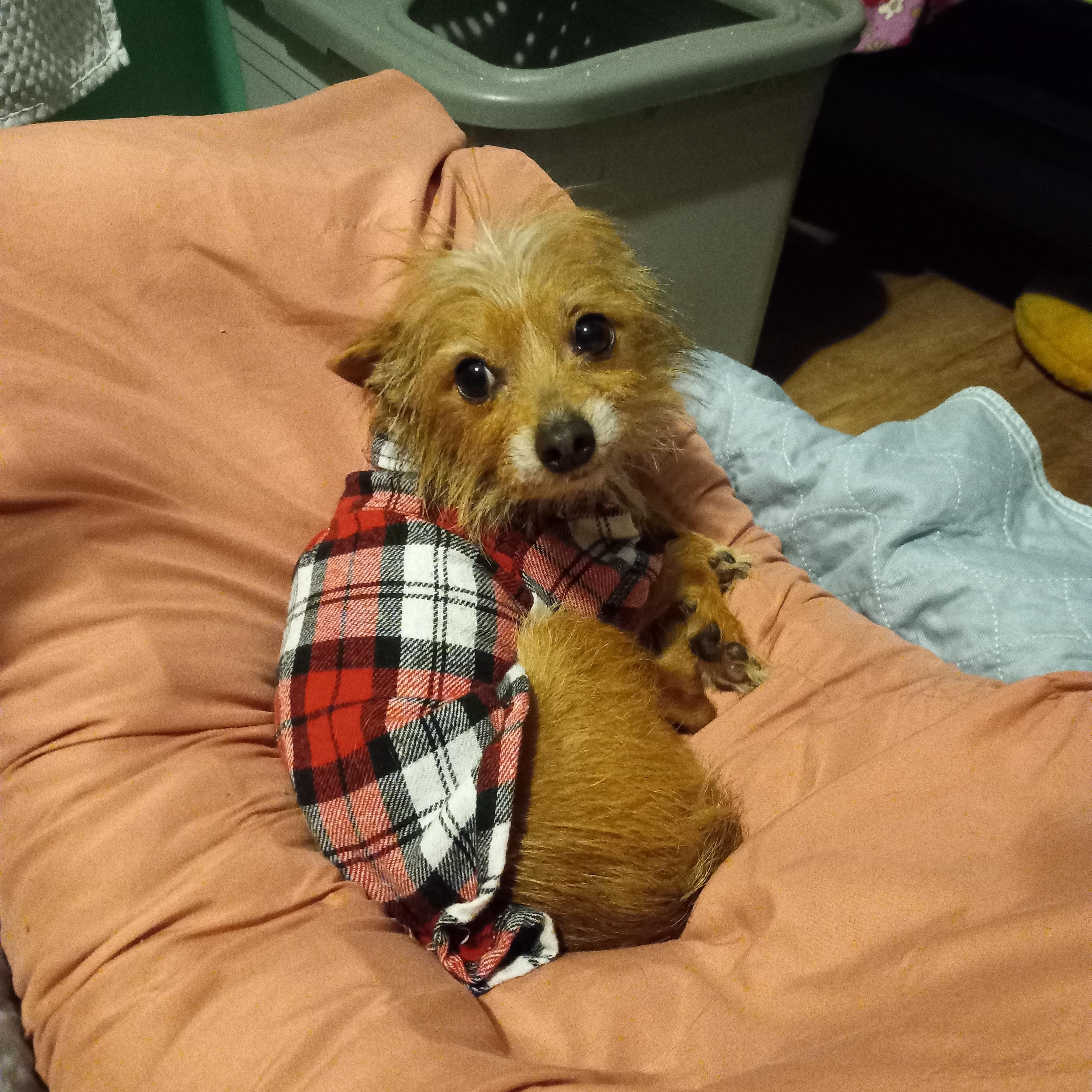 Enlarge Cholito, an adopted mixed breed in Peru, IN image 3/6