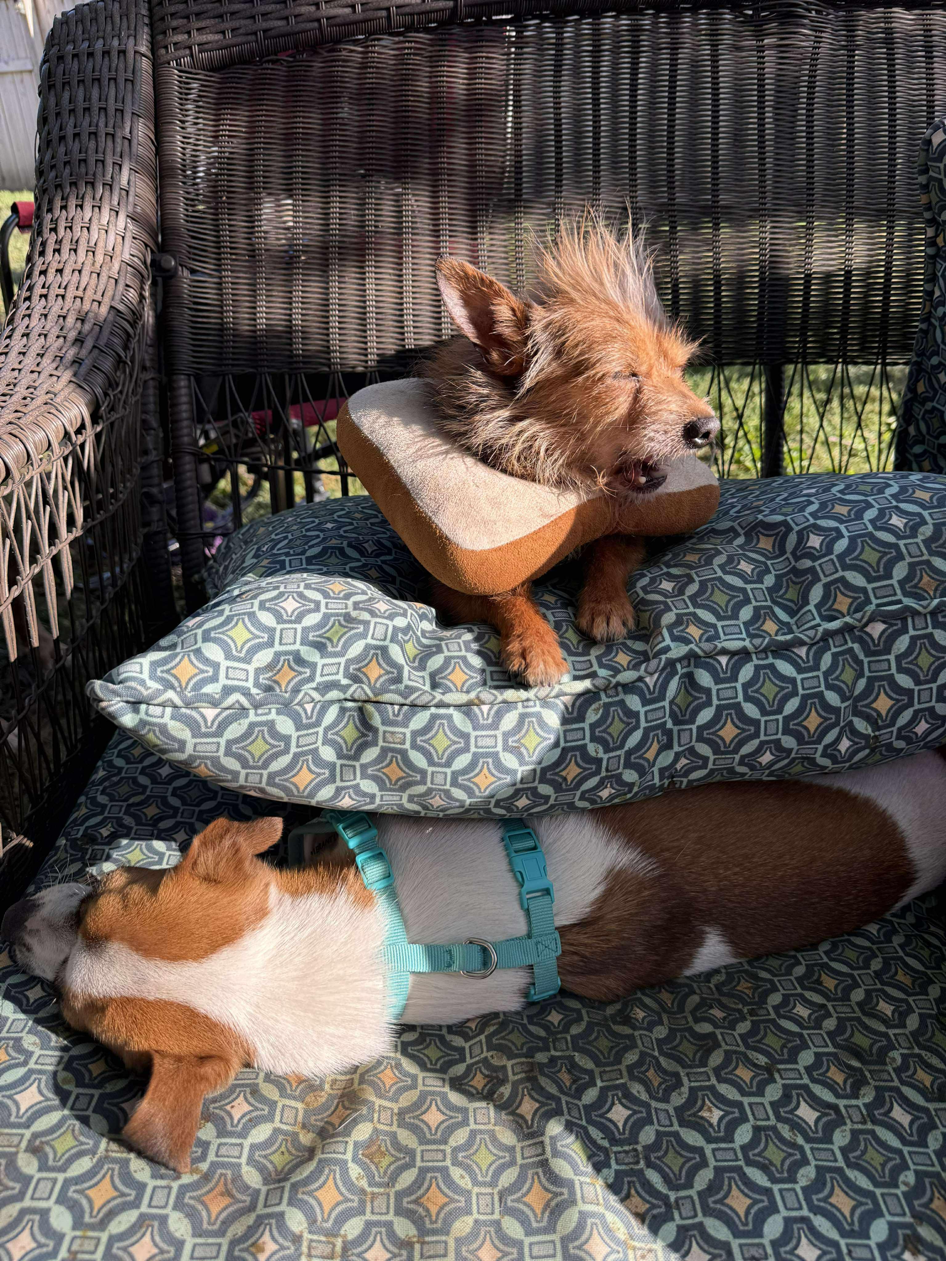 Enlarge Cholito, an adopted mixed breed in Peru, IN image 5/6