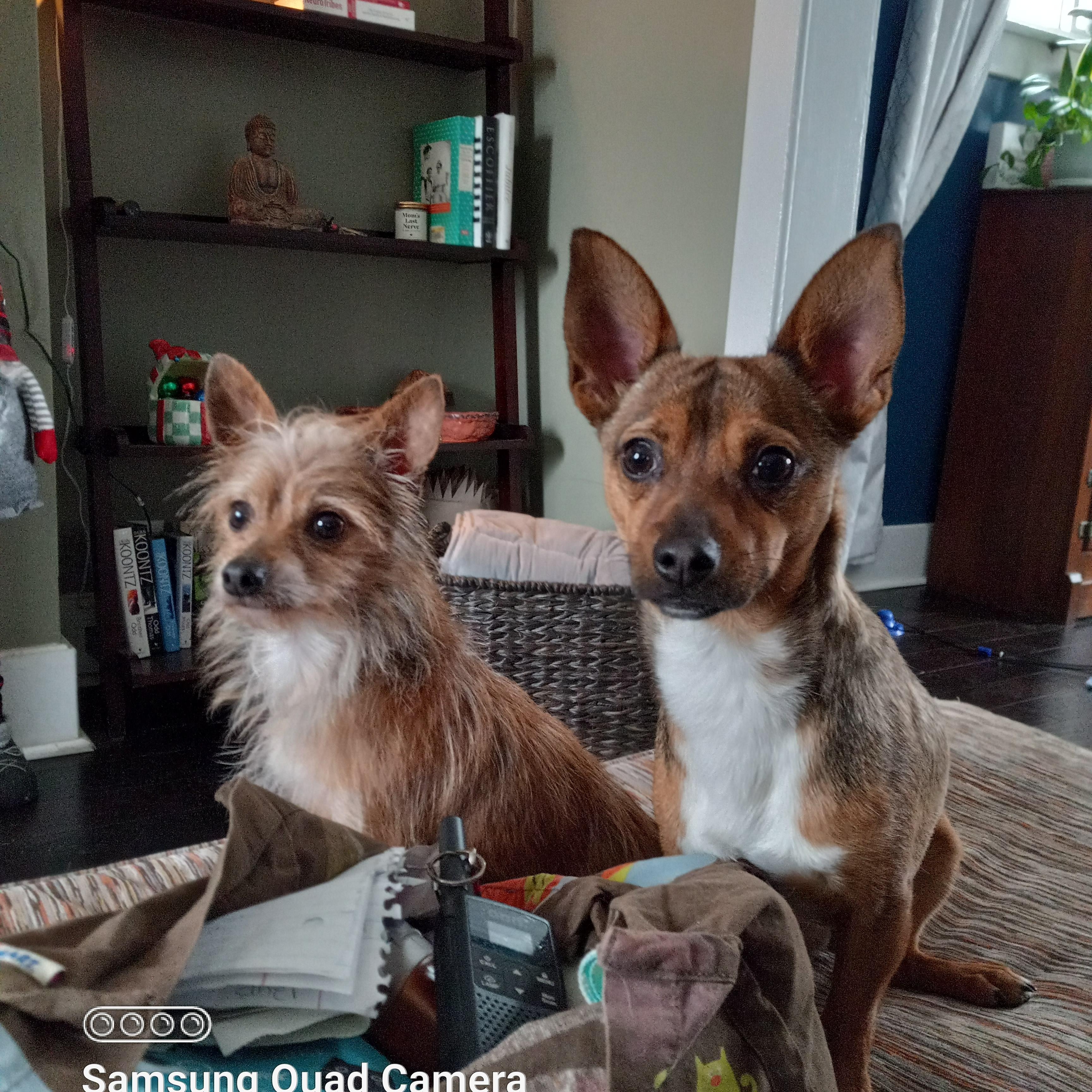 Enlarge Cholito, an adopted mixed breed in Peru, IN image 6/6
