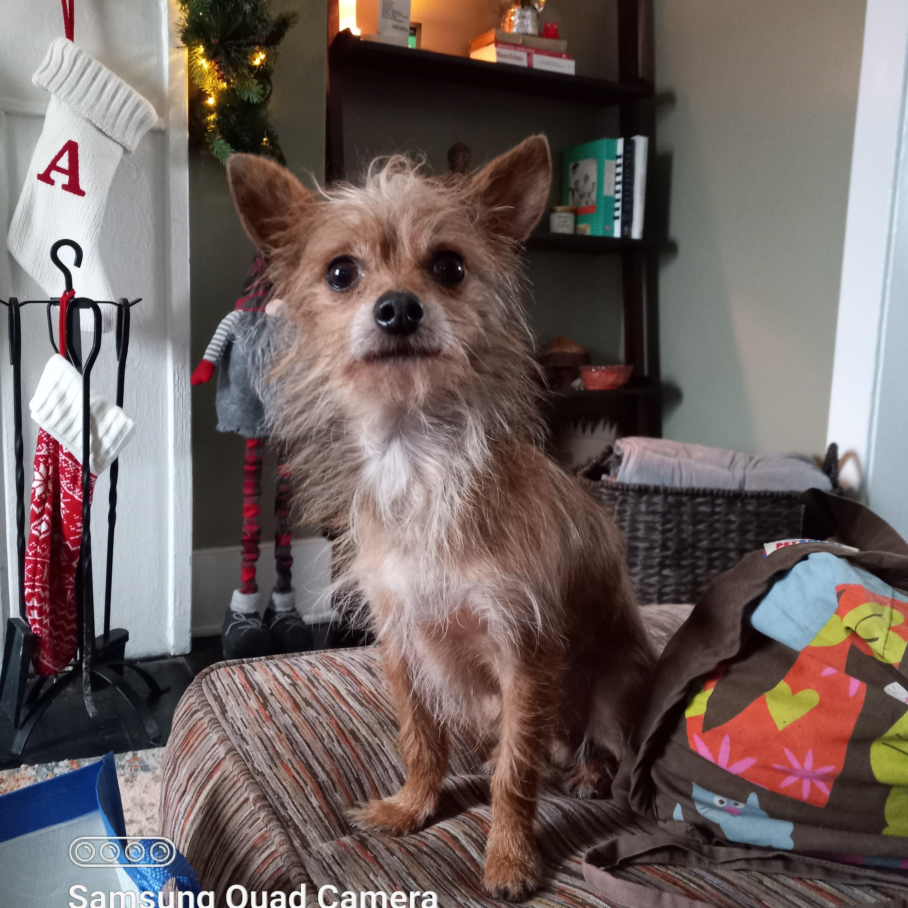 Cholito, adopted, Adult Male Chihuahua & Pomeranian.