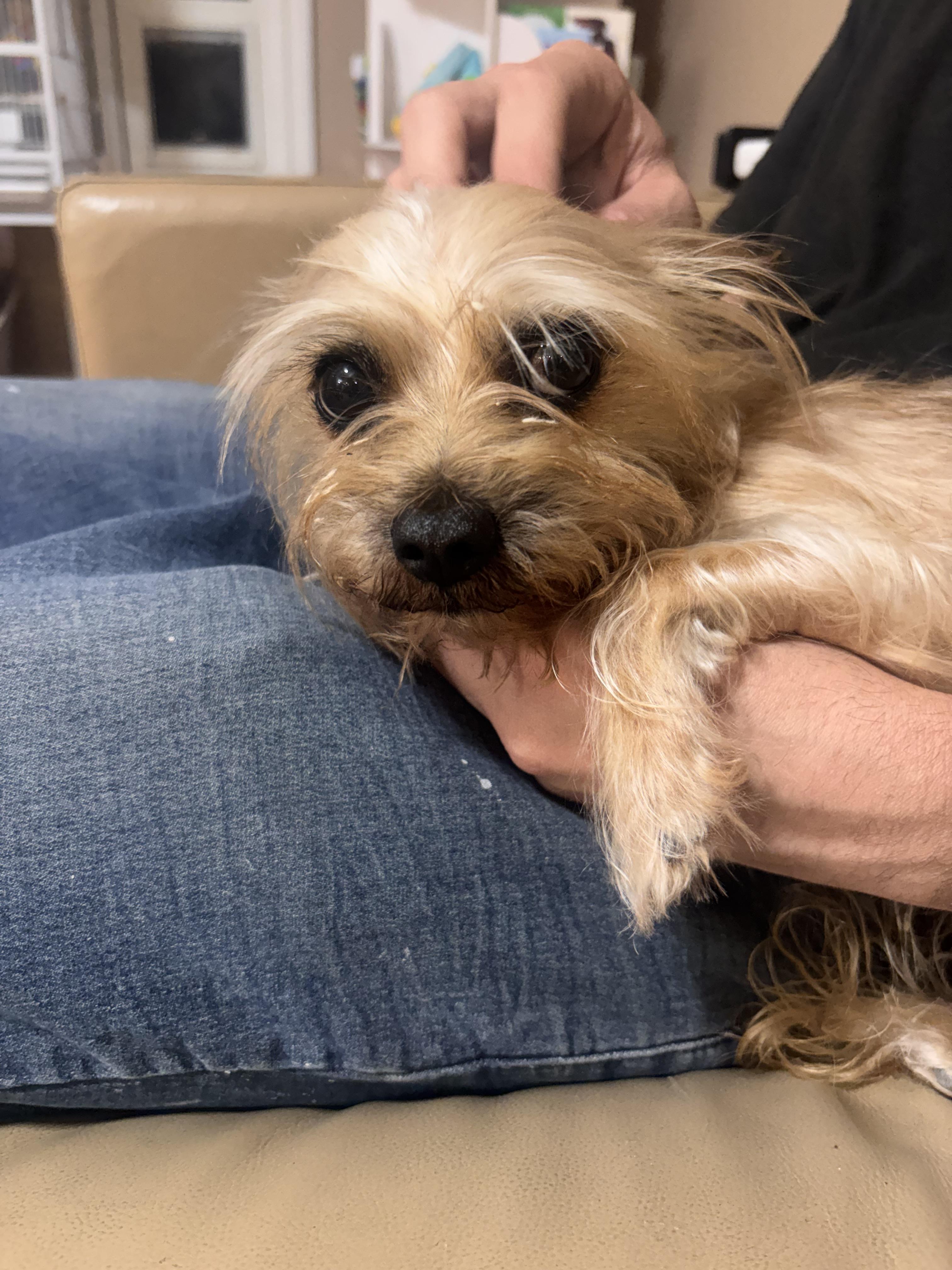 Enlarge Ashely , an adopted mixed breed in Corona, CA image 1/2