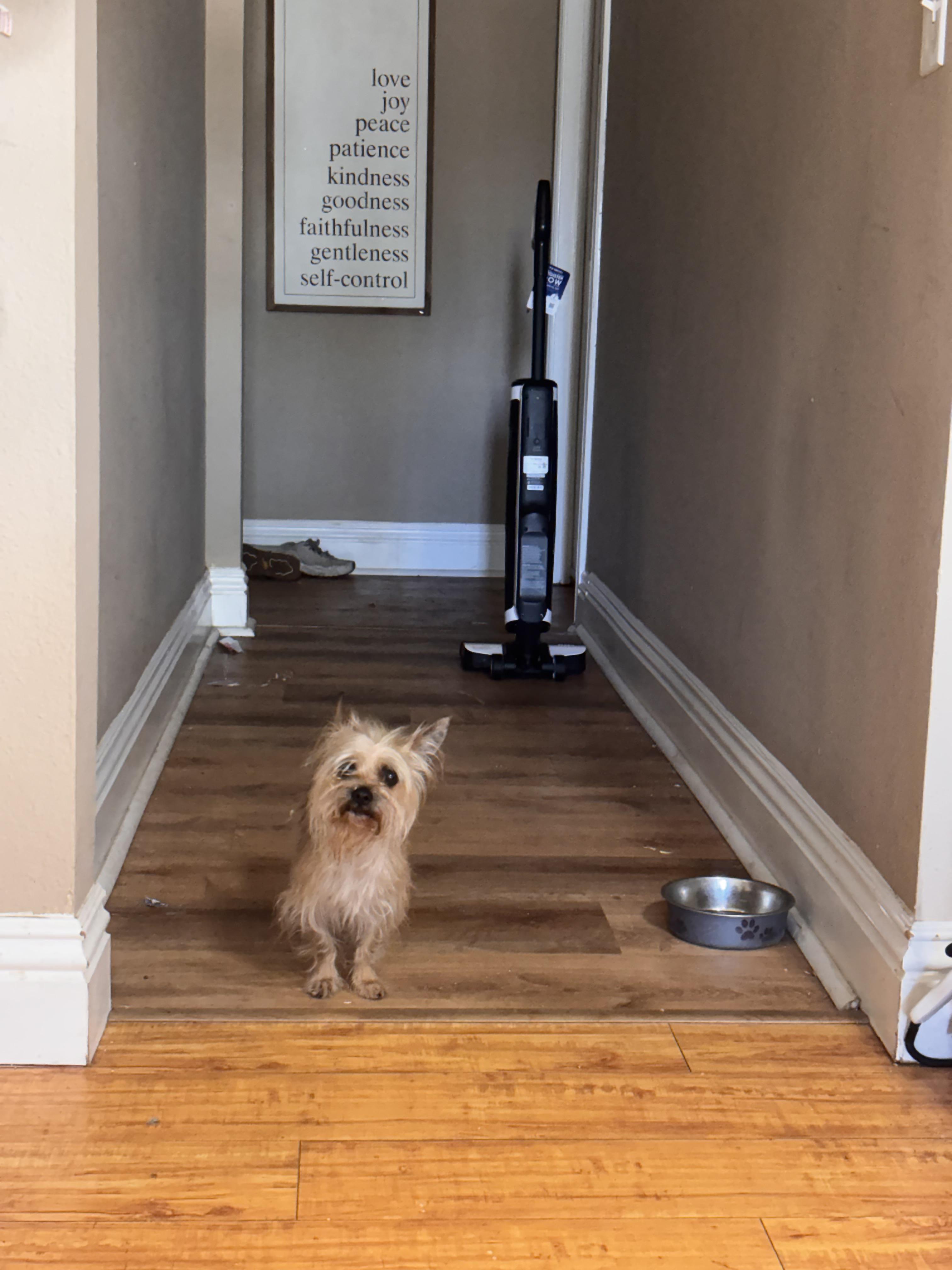 Enlarge Ashely , an adopted mixed breed in Corona, CA image 2/2