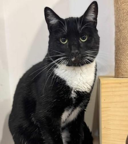 Travis, Adoptable, Young Male Domestic Short Hair & Tuxedo.