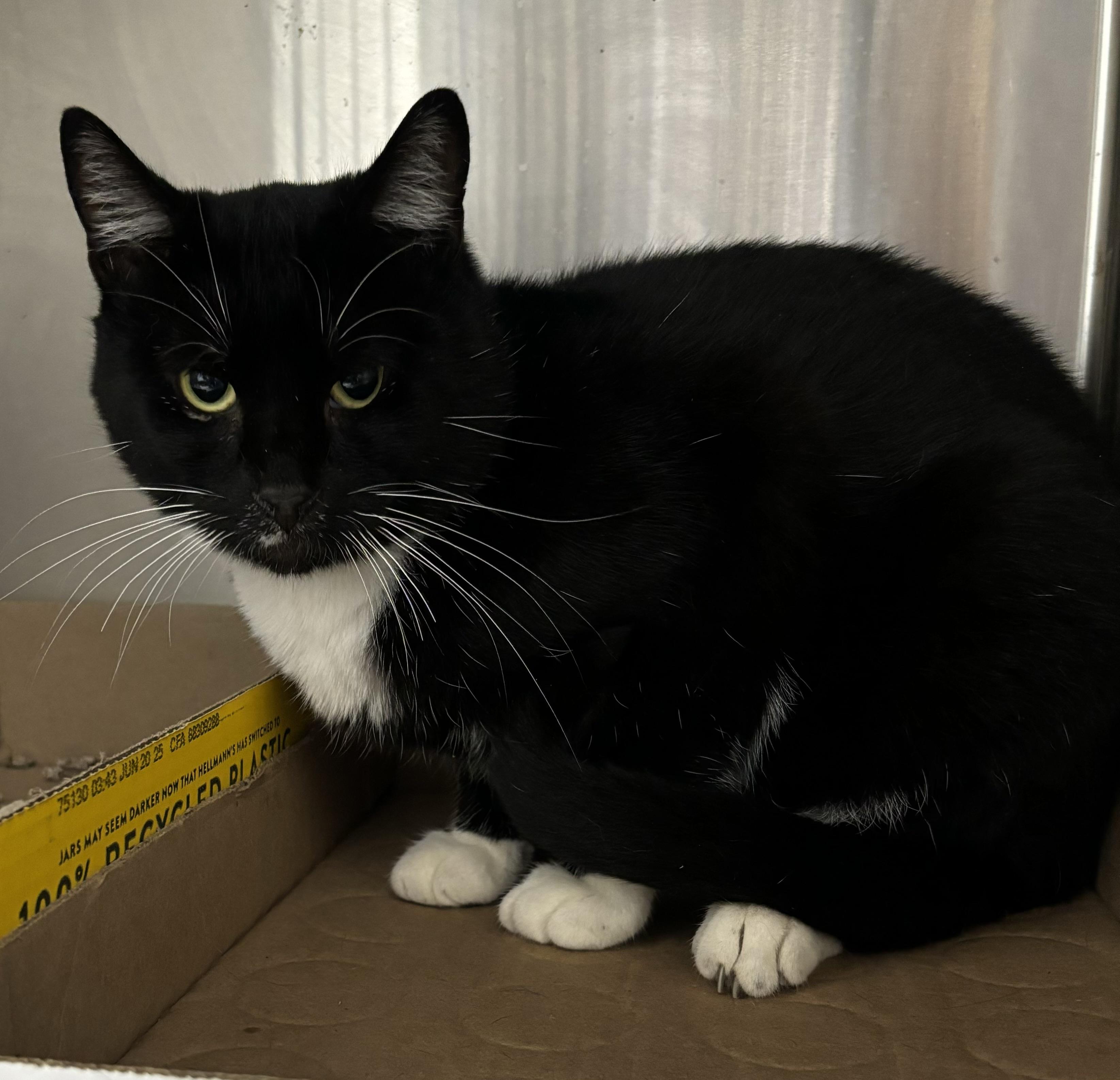 Travis, Adoptable, Young Male Domestic Short Hair & Tuxedo.