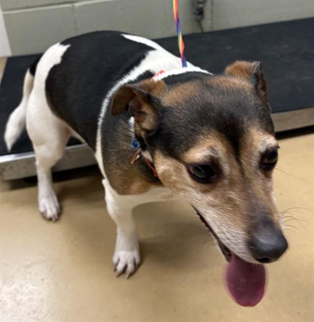 ODIE, Adoptable, Adult Male Parson Russell Terrier.