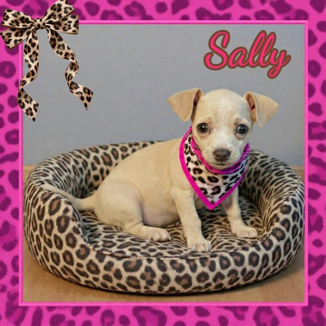 Sally Owens, Adopted, Puppy Female Chihuahua.