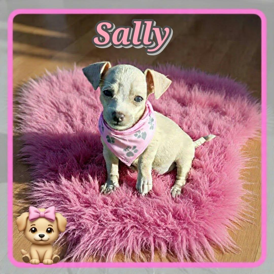 Enlarge Sally Owens, a Adopted Chihuahua in Grove, OK image 3/4