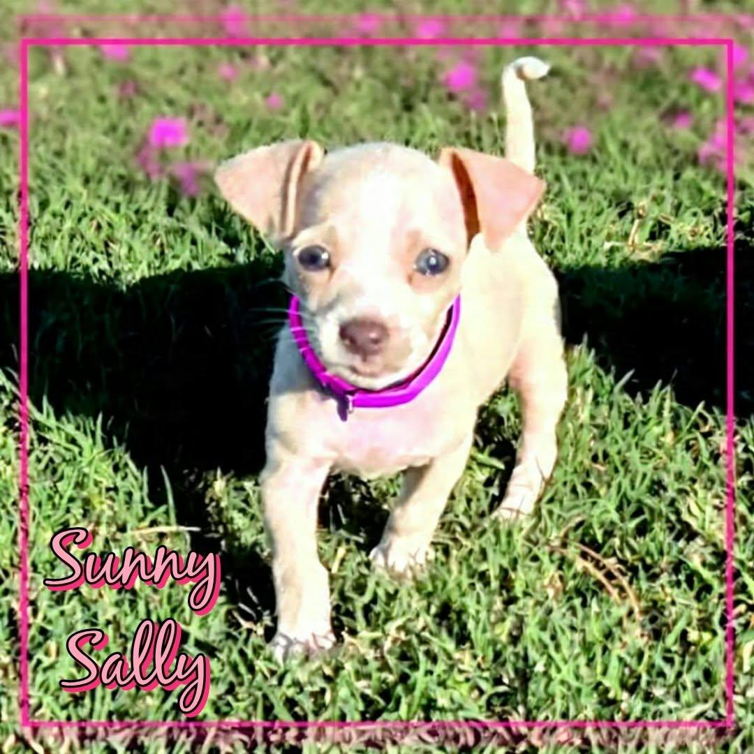 Enlarge Sally Owens, a Adopted Chihuahua in Grove, OK image 2/4