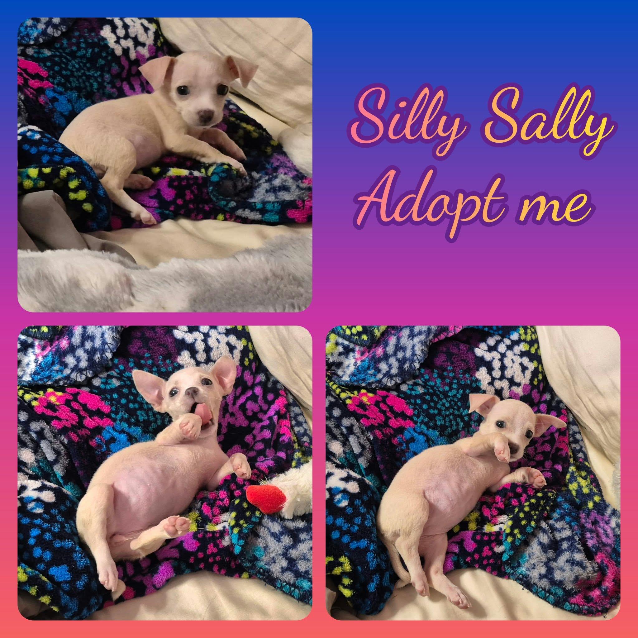 Enlarge Sally Owens, a Adopted Chihuahua in Grove, OK image 4/4