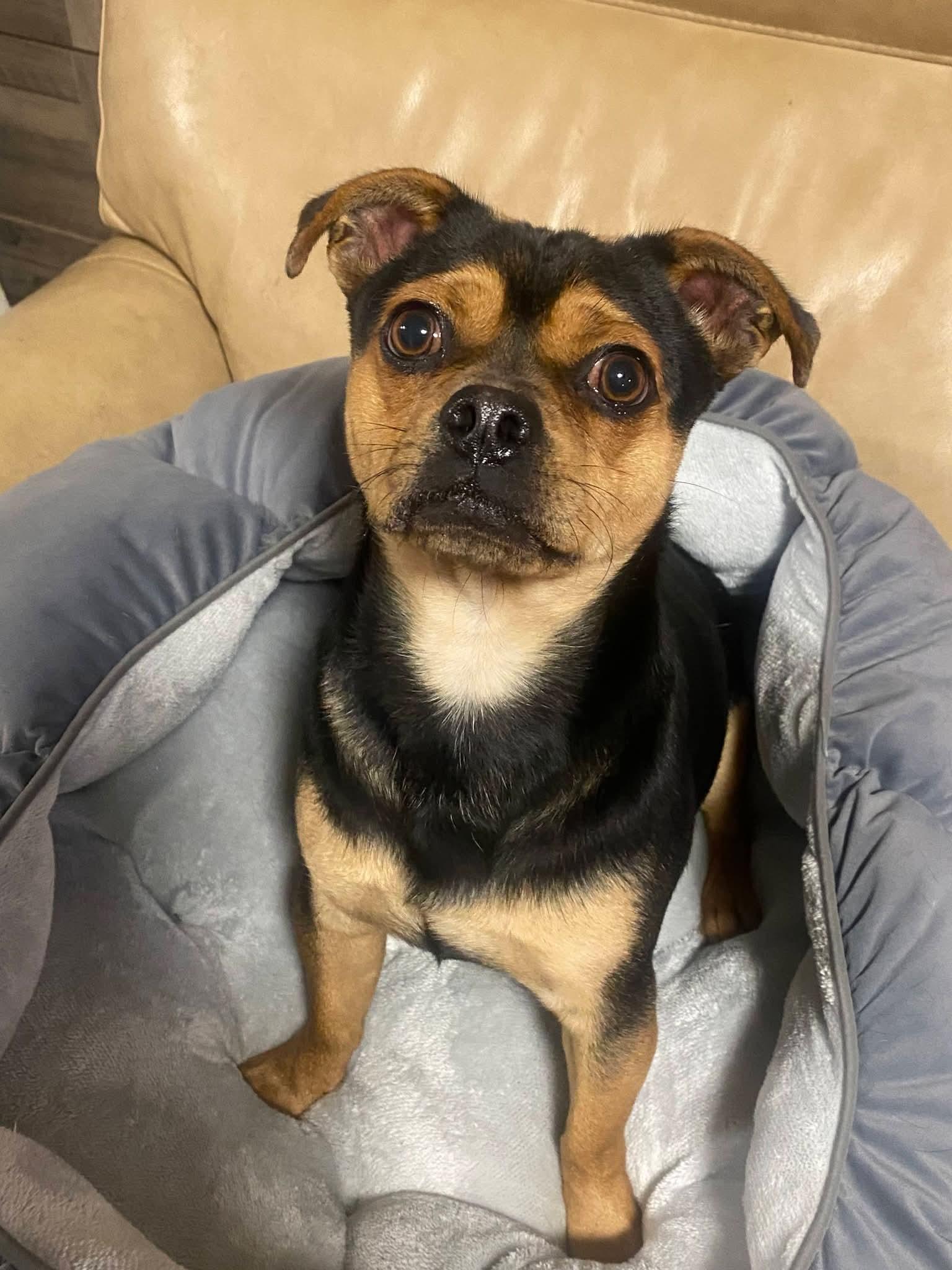 Enlarge Sirus, a ADOPTABLE mixed breed in Oakland, CA image 2/6