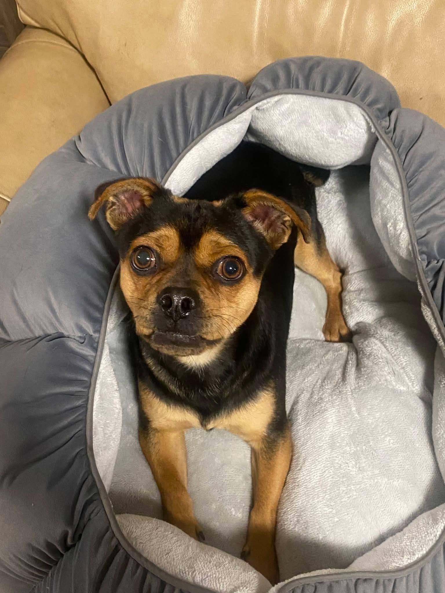 Enlarge Sirus, a ADOPTABLE mixed breed in Oakland, CA image 6/6