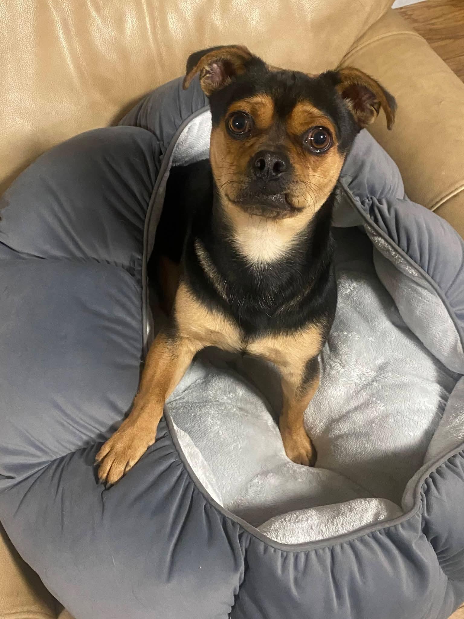 Enlarge Sirus, a ADOPTABLE mixed breed in Oakland, CA image 5/6