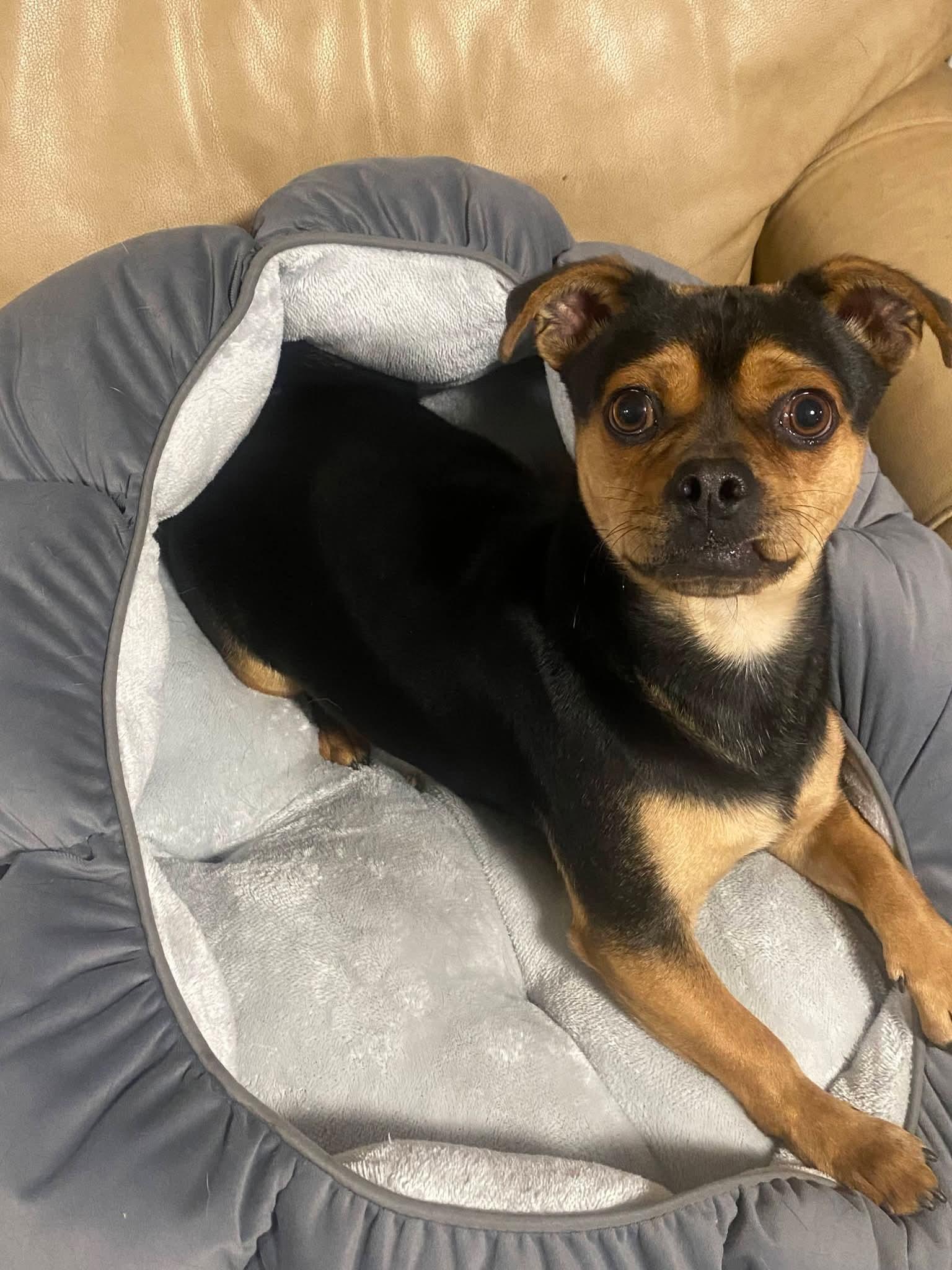 Enlarge Sirus, a ADOPTABLE mixed breed in Oakland, CA image 4/6