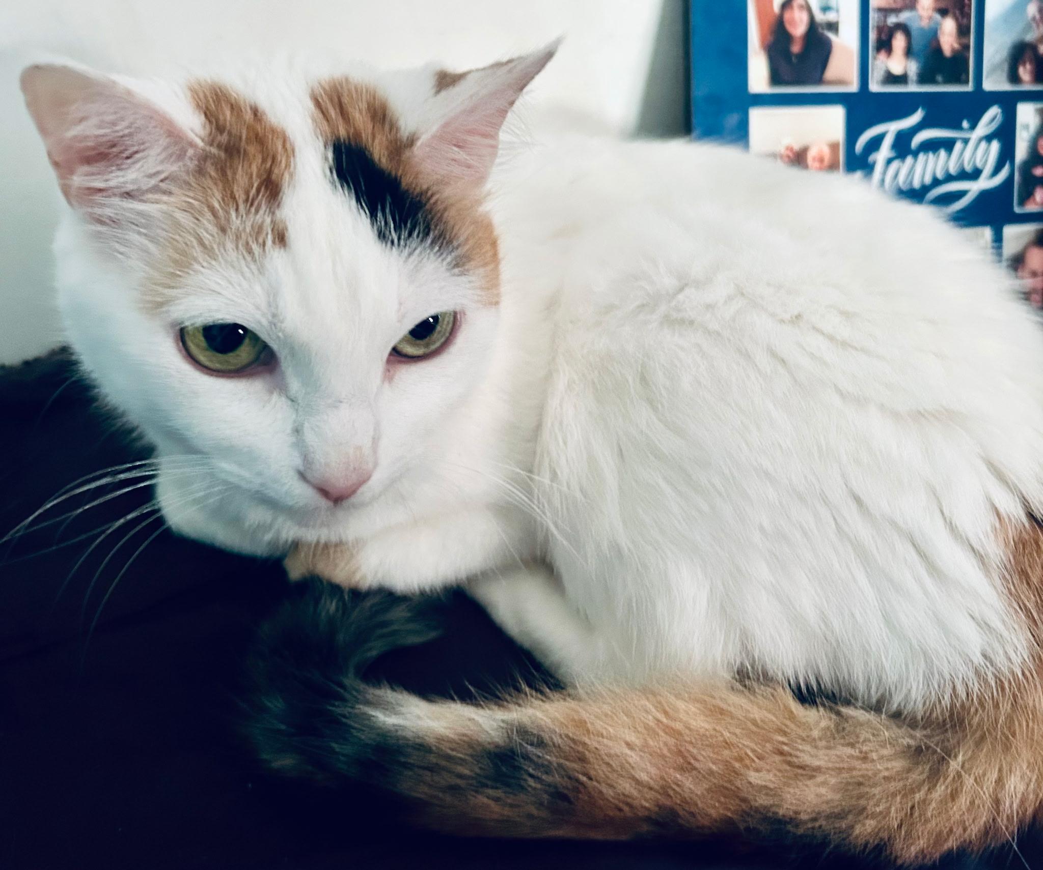 Ms Kitty, Adoptable, Adult Female Domestic Short Hair.